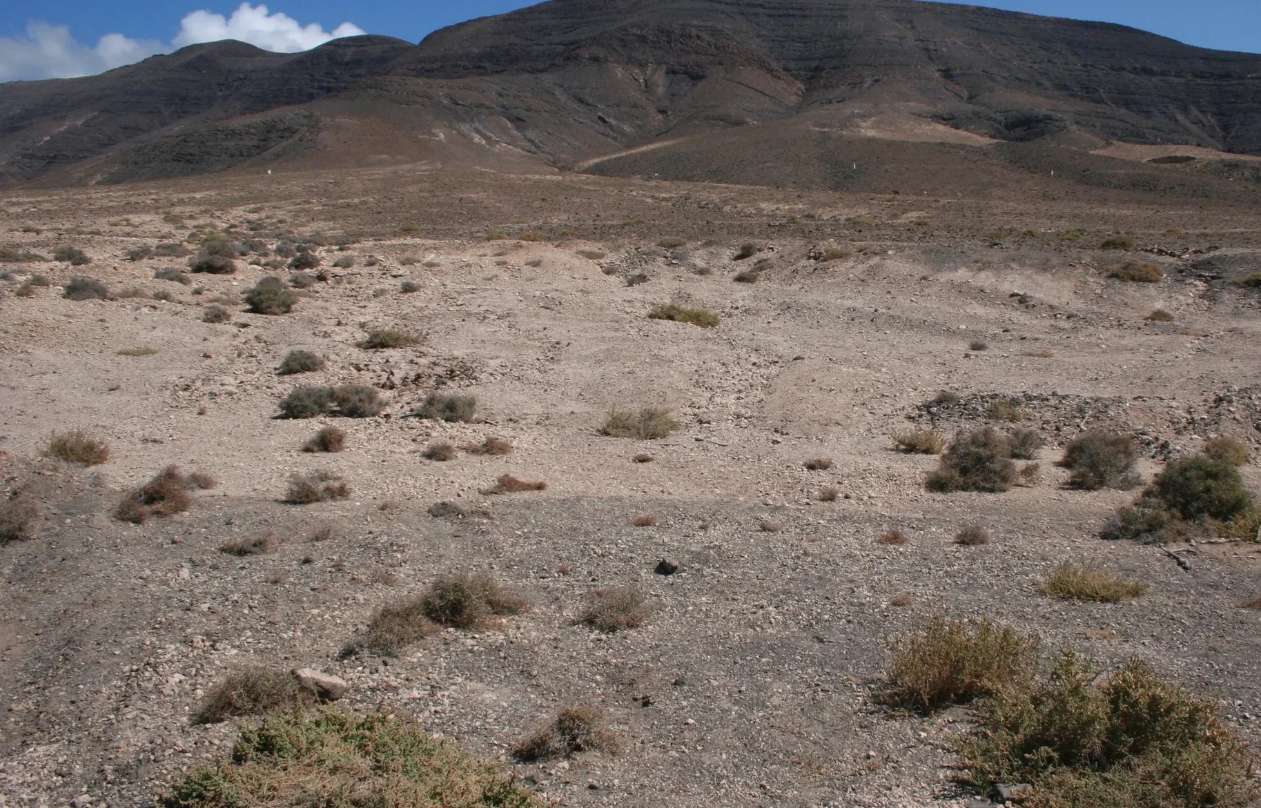 A desert lanscape with scarse vegetation on Fuerteventura (Canary Islands, Spain).